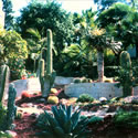 Cactus Garden
